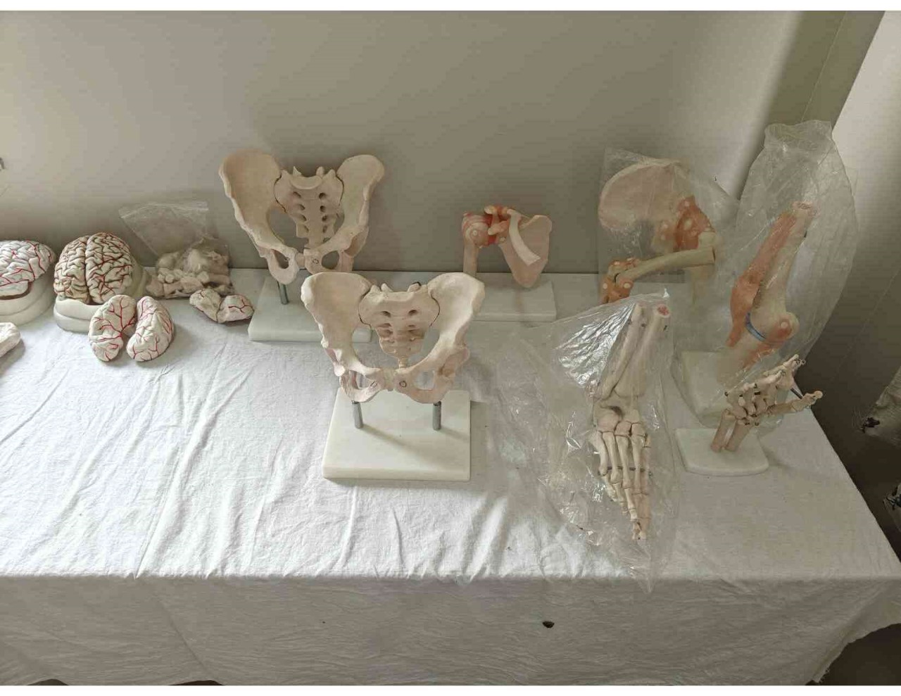 Skeleton Model 4